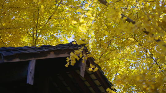 屋顶上的金黄银杏林视频素材模板下载