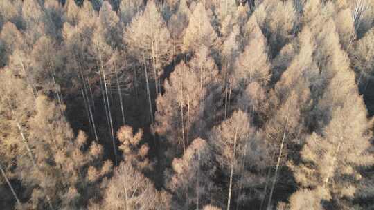 航拍-长白山树林镜头抬升航拍冬季