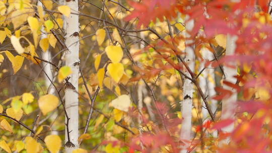 深秋森林 微风吹动 黄叶 红叶 4k