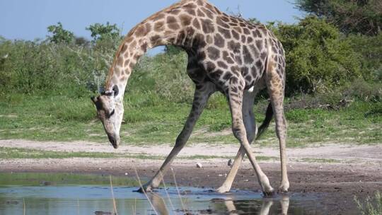 长颈鹿在池塘里喝水