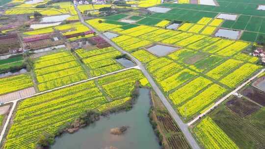 金黄油菜花田盛开，春日田园风光无限