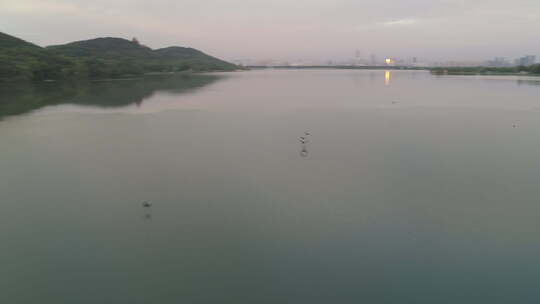 航拍武汉东湖磨山傍晚夕阳飞鸟