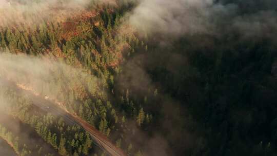 户外旅游旅行美景森林树林穿过雾气航拍视频素材模板下载