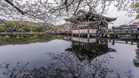 杭州西湖 曲院风荷 春天 樱花季 延时