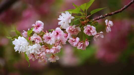 春天里的樱花