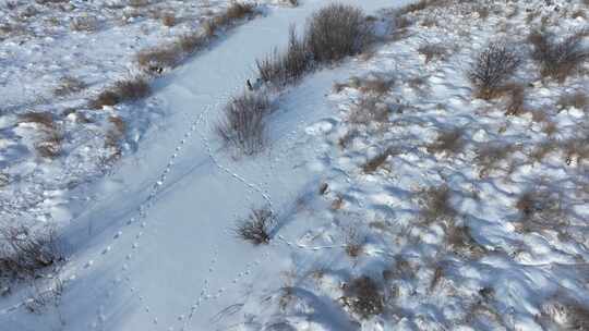 大兴安岭冬季航拍湿地河床雪地上的狐狸