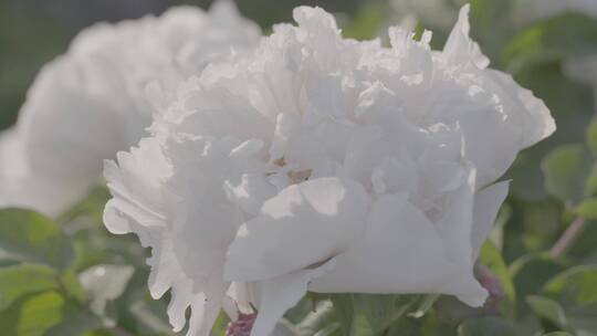 牡丹花种植LOG视频素材