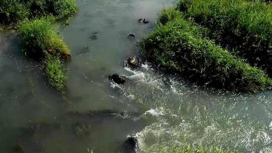 山涧溪流小河流水野外视频实拍