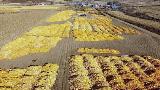 东北秋天铺满玉米的大地和村庄