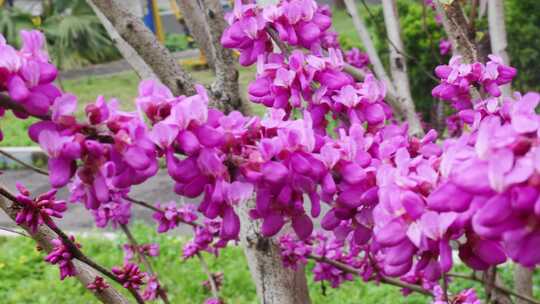 春天里的紫荆花花朵开放
