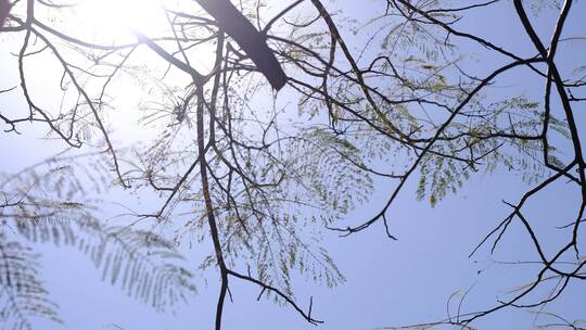 阳光下的大树枝叶随风飘
