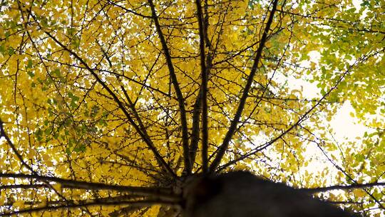 4K升格实拍北京的秋天金黄的银杏树林
