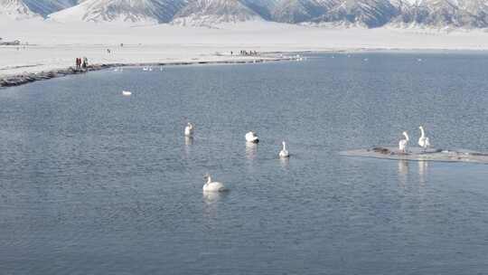大气无人机航拍新疆赛里木湖天鹅