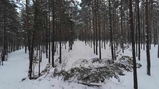 白雪覆盖的森林小径