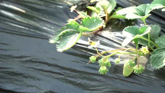 草莓 草莓苗 草莓秧 三农 乡村振兴