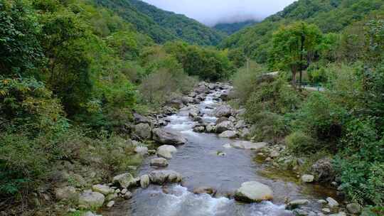 山中森林里清澈流淌的小溪