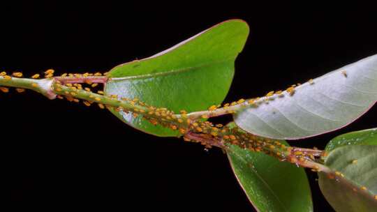 植物叶片上爬满了蚜虫 病虫害1