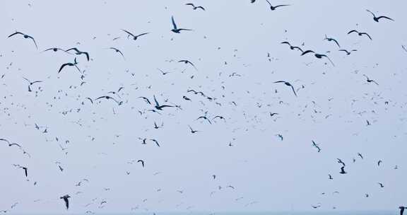 大海海面飞翔的海鸥