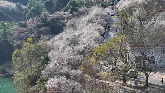 中国广东省广州市从化区广州流溪梅花节