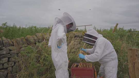 检查蜜蜂中景视频素材模板下载