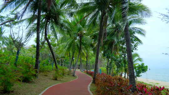 椰树 椰林 椰树林 绿荫小路 林荫小路
