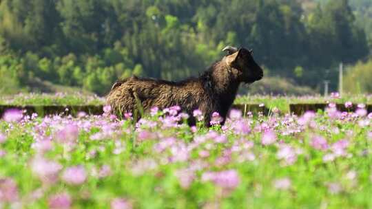 春天紫云英黑山羊吃草花海野外美丽乡村振兴