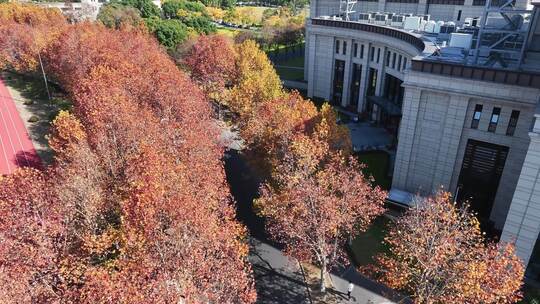 上海秋天 复旦大学 体育场 学校梧桐