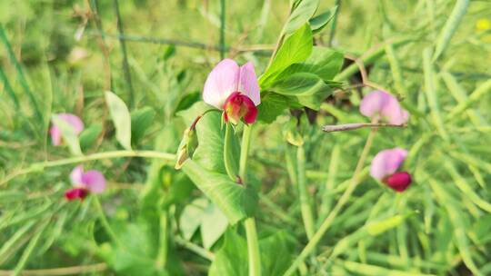 疫情城市农村街道菜园春天绿色植物