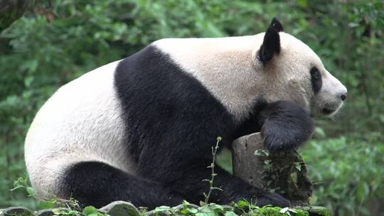 熊猫在树干上休息