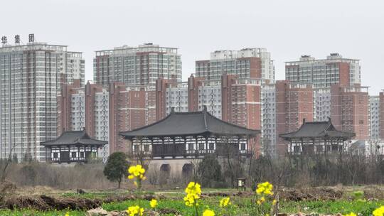 高清航拍春天油菜花城市边田野空镜定鼎门