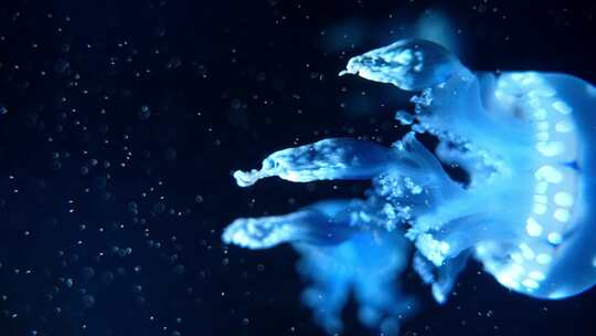 蓝色发光水母群（二）