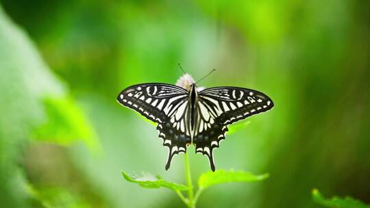 蝴蝶在藿香花上飞舞采蜜慢镜头