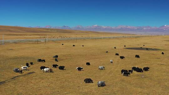 新疆巴音布鲁克草原牧场农场自然风光
