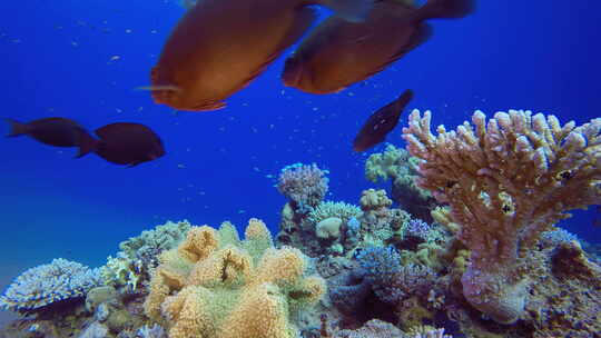 水下海珊瑚