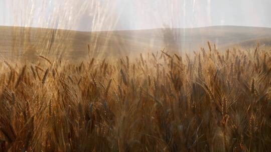 小麦农作物延时生长玉米农田农业生产