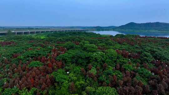 白鹭候鸟生态保护区