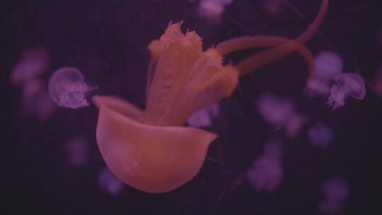 浮游生物水母视频素材模板下载