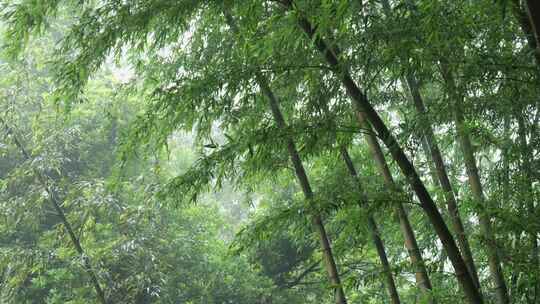 下雨天茂密的竹林枝叶繁茂生机勃勃的景象