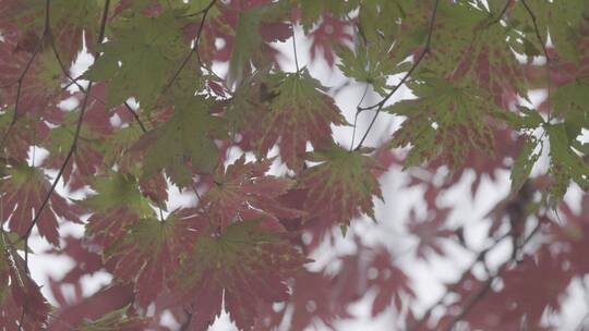 秋天枫叶红叶LOG视频素材