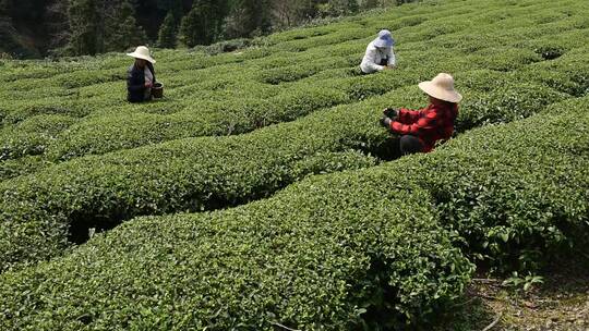 茶叶茶绿茶采茶茶山春茶茶园4K实拍