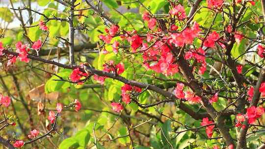 春天的鸟儿在海棠花树枝上吃花的场景实拍