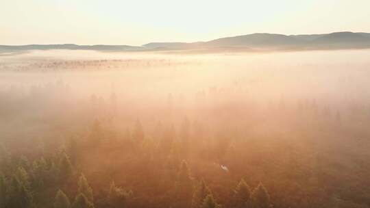 航拍薄雾森林大自然风景