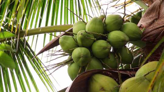 椰子 热带水果 椰子树