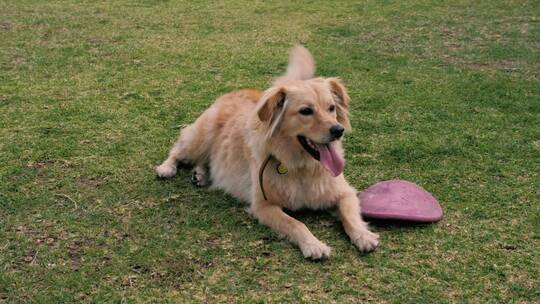 一只狗在草地上休息_旁边是一只狗玩具