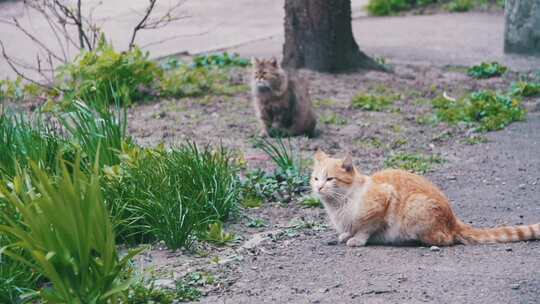 两只红色和灰色的流浪猫在公园的街道上慢动