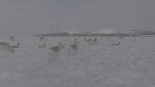 冬季雪地来了野生动物黄羊