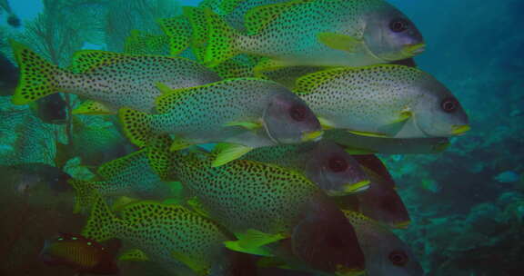 充满活力的珊瑚礁上的彩色水下世界观。
