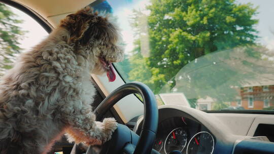 宠物狗开车穿过美国郊区
