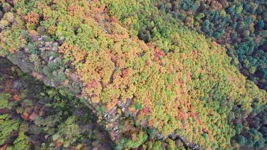 秋天五花山森林黑龙江小兴安岭林区航拍