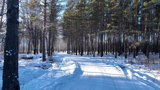 通向林海雪原的雪路